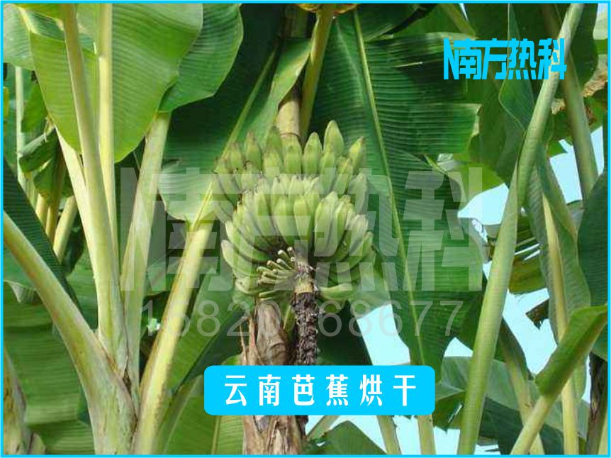 雲南芭蕉烘幹(圖3)