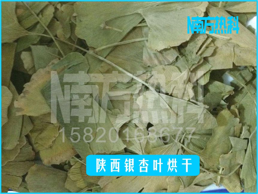 陝（shǎn）西銀杏葉烘幹(圖4)