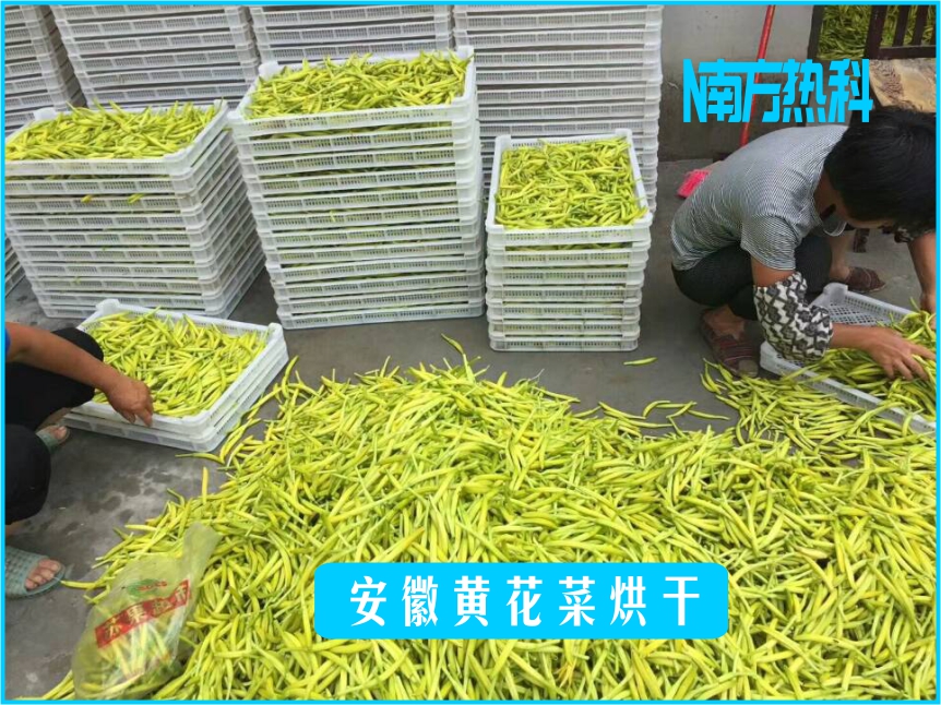 南方（fāng）熱科曾老師烘幹（gàn）大講堂之-黃花菜烘幹案例分享