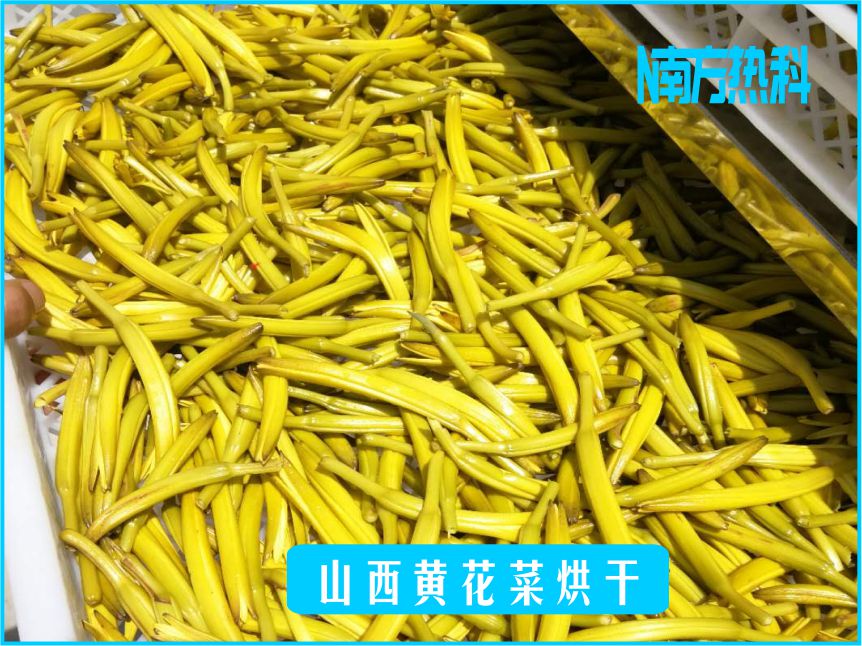 山西黃花菜烘幹（gàn）(圖2)