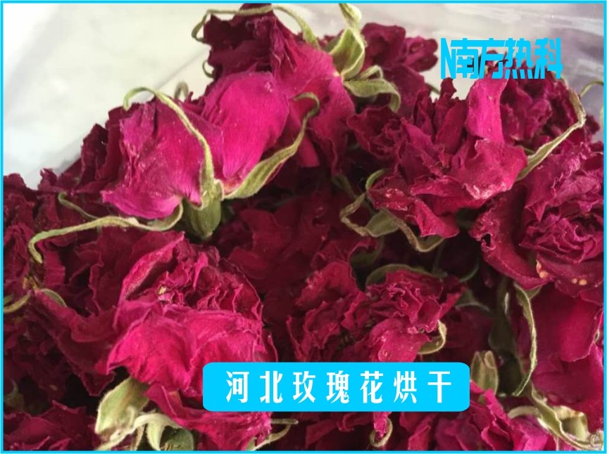 河北玫瑰花烘幹(圖（tú）3)