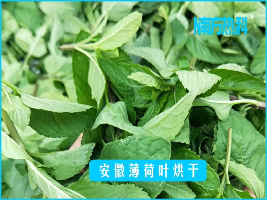 安徽薄荷葉烘幹(圖（tú）3)