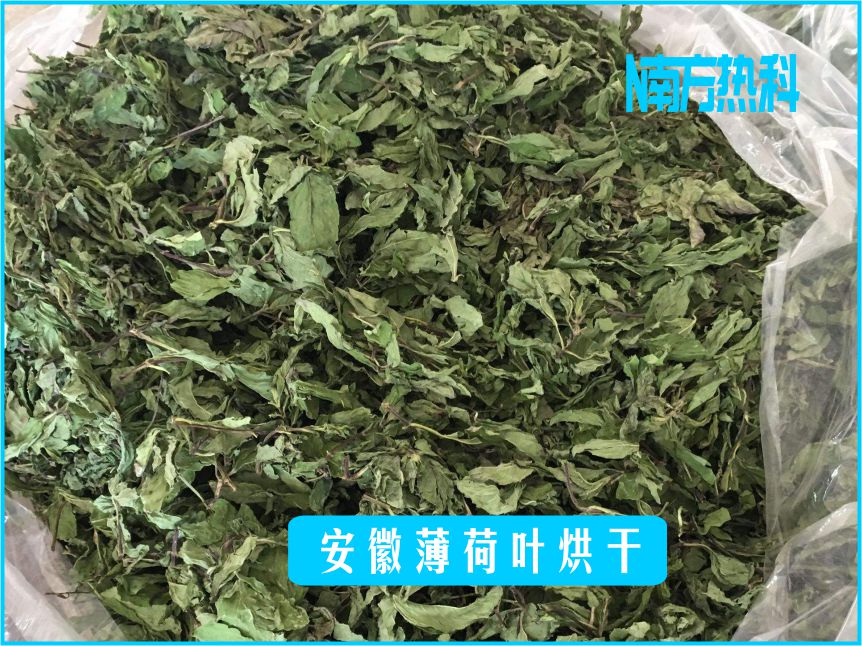 安（ān）徽（huī）薄荷葉烘幹(圖4)