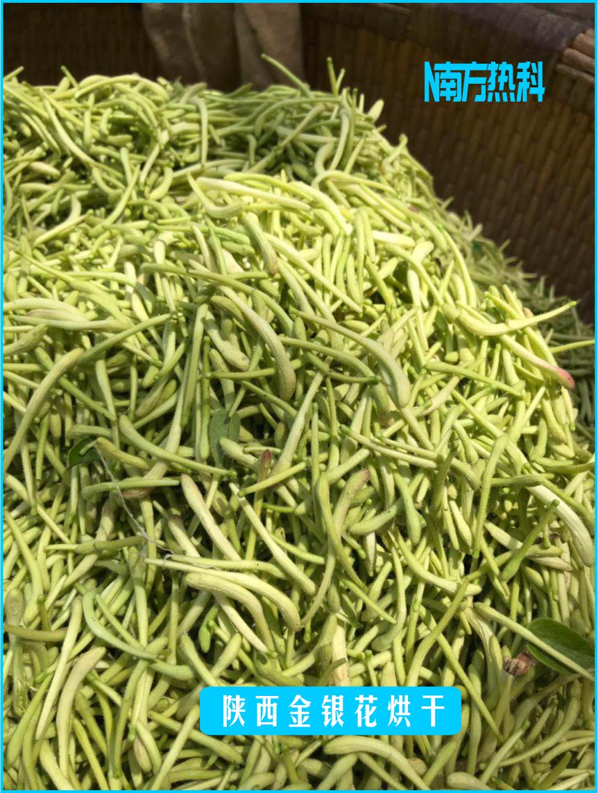 陝西金銀花烘（hōng）幹(圖7)
