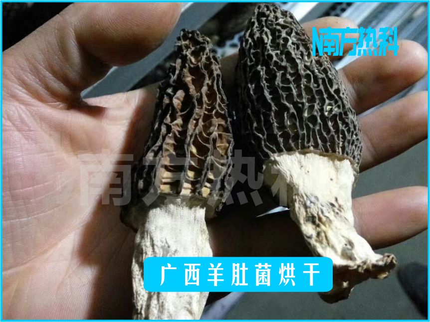 廣西羊肚菌烘幹(圖4)
