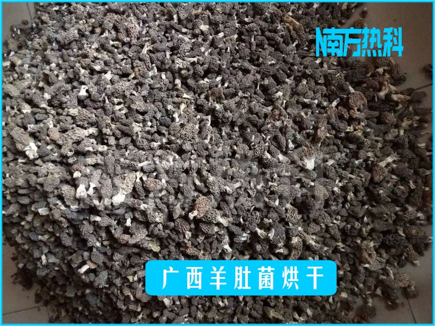 廣西羊肚（dù）菌烘幹(圖（tú）2)