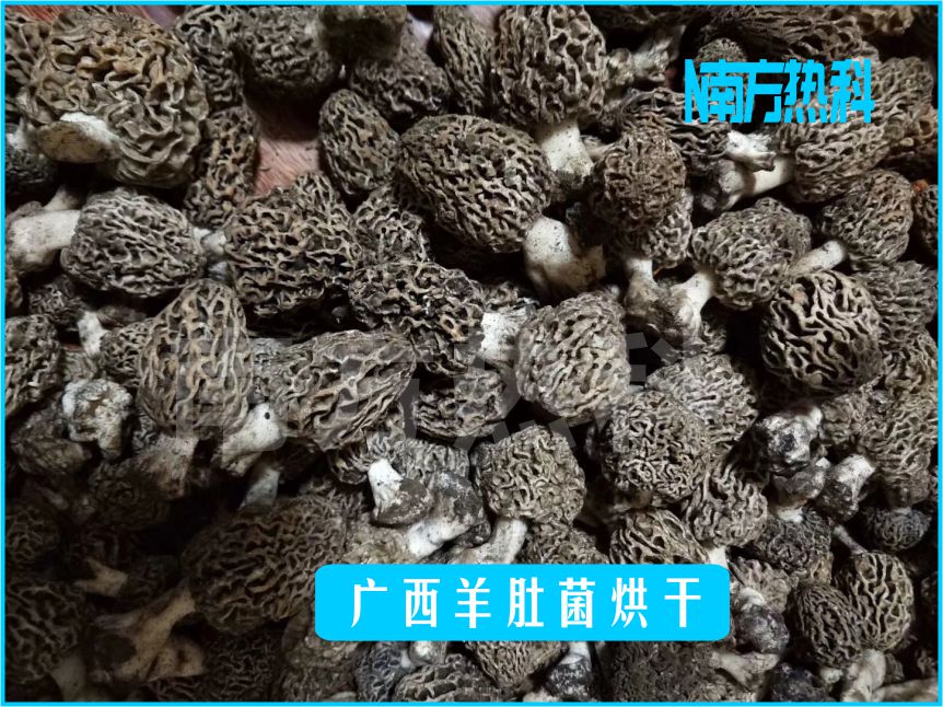廣西（xī）羊肚菌烘幹(圖3)