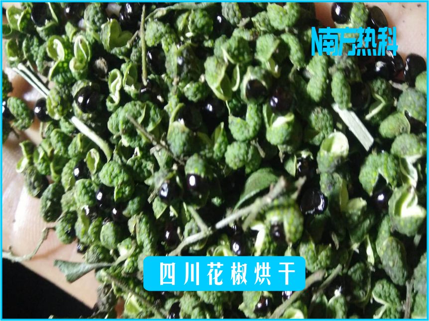 四川花椒（jiāo）烘幹(圖5)