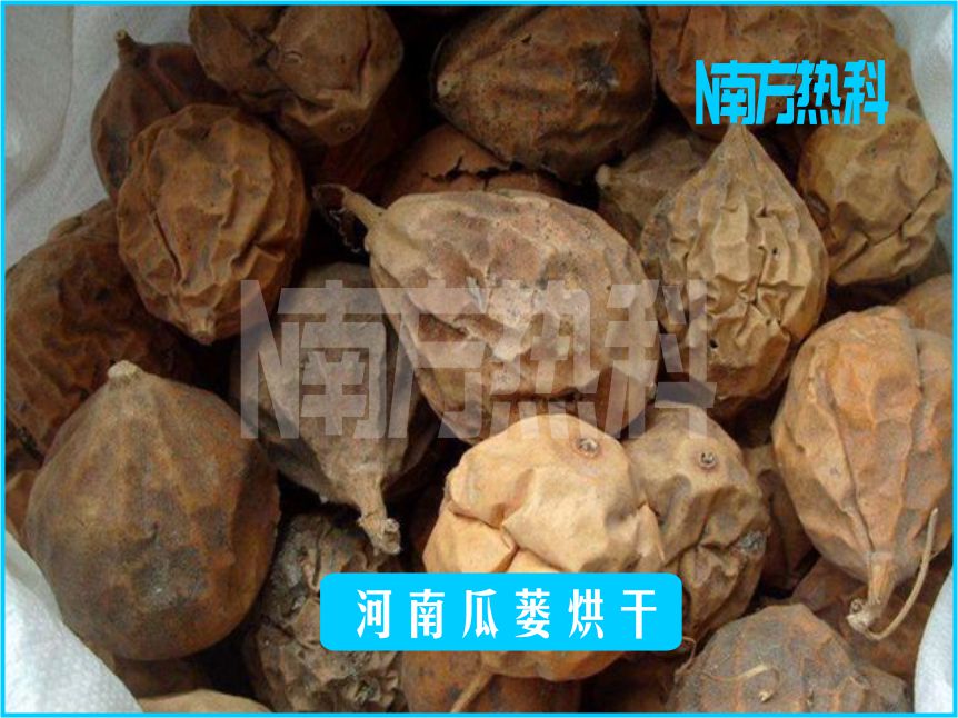 河南瓜蔞烘幹(圖4)