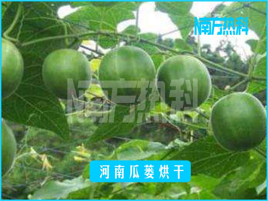 河南瓜蔞烘幹(圖3)