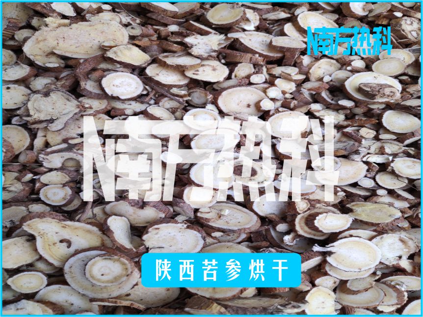 陝西苦參烘幹(圖2)
