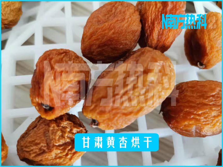 甘肅黃杏烘（hōng）幹(圖5)