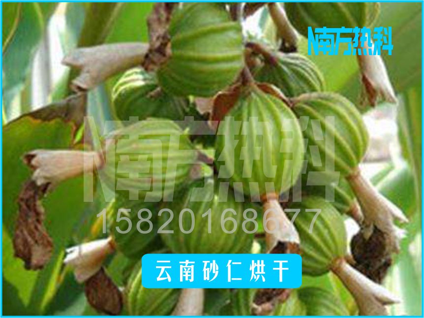 雲南砂仁烘幹(圖4)