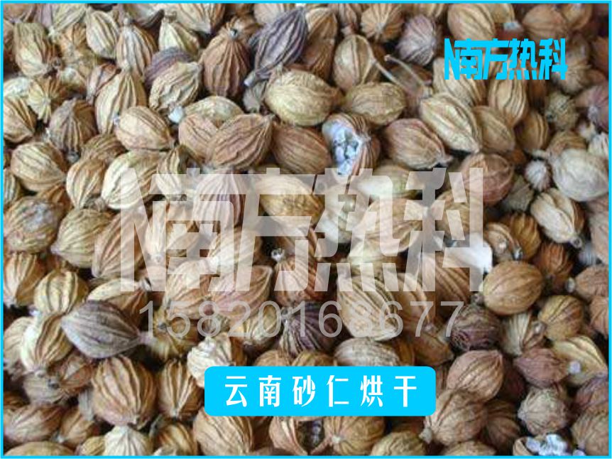 雲南砂仁烘幹(圖5)
